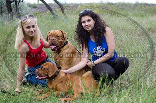 Leather Collar for French Mastiffs