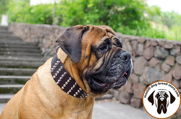 Tear-proof genuine leather Bullmastiff collar