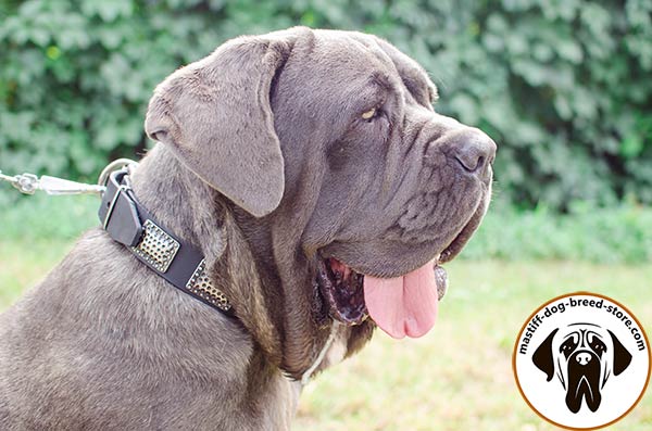 Genuine leather Mastino Napoletano collar with nickel plates