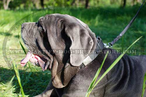 Walking Leather Mastiff Collar