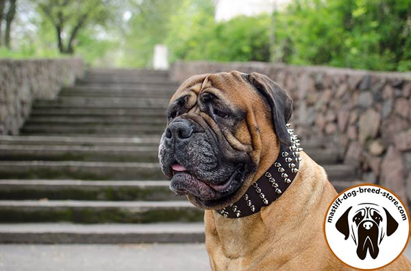 Wide leather Bullmastiff collar with lots of spikes