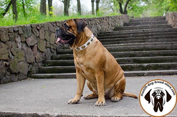 Riveted leather Bullmastiff collar for walking