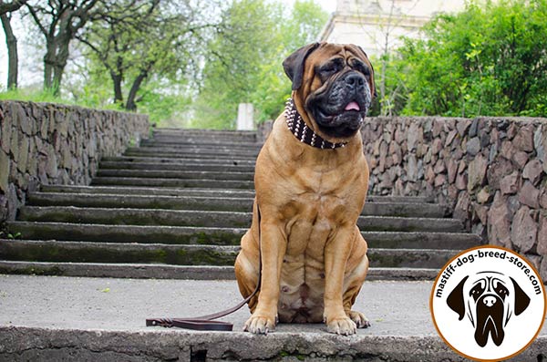 Comfy-to-wear wide leather Bullmastiff collar