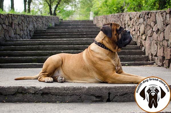 Modish leather Bullmastiff collar with brass pyramids