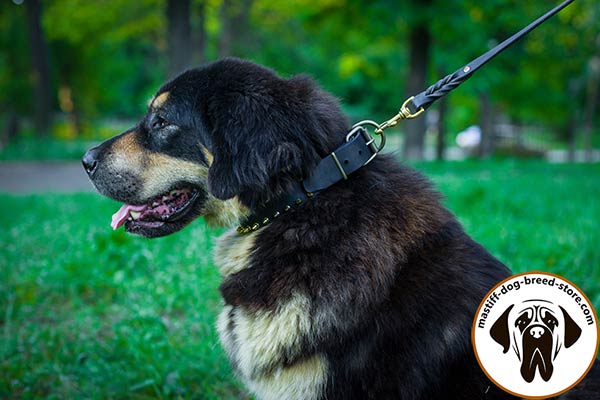 Hand-decorated leather Mastiff collar