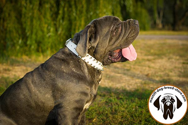 Fashion leather Mastiff collar with nickel hardware