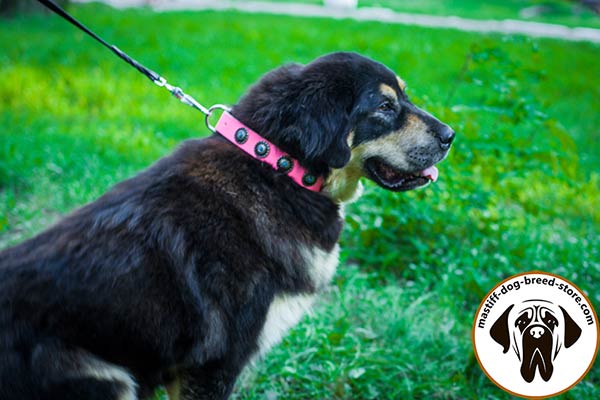 Smart pink leather Mastiff collar adorned with incrusted conchos