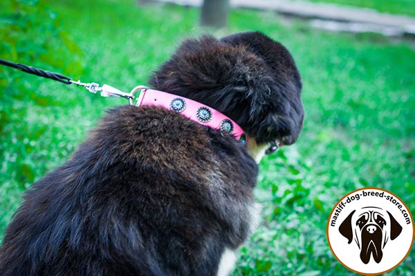 Rich-looking pink leather Mastiff collar with nickel plated hardware