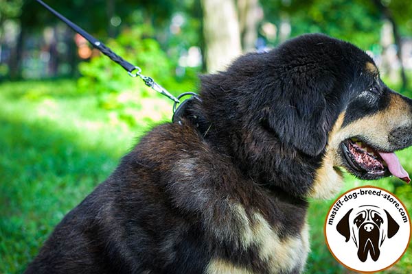 Smooth leather Mastiff collar