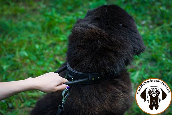 Dog-friendly leather Mastiff collar
