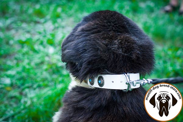 Fancy leather Mastiff collar with nickel plated hardware