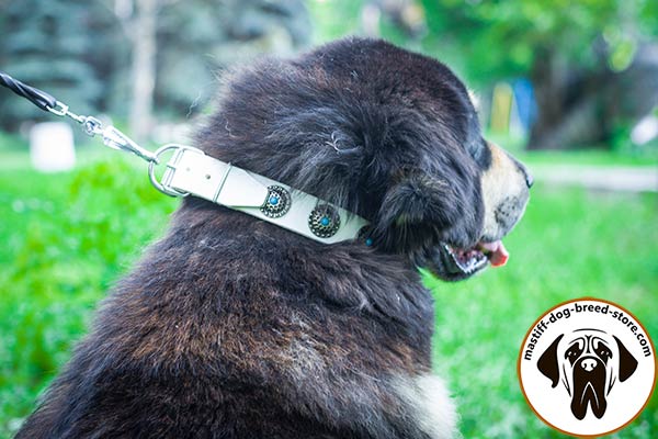 Modish leather Mastiff collar with blue stones