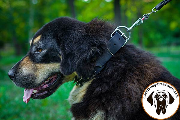 Ergonomic leather Mastiff collar with nickel plated hardware