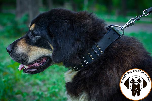 Reliable leather Mastiff collar with sturdy fittings