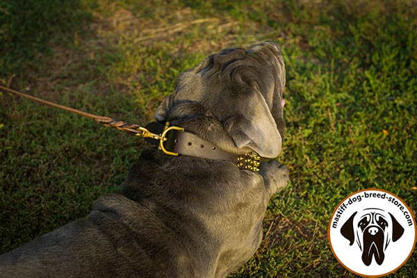 Eye-catchy leather Mastino Napoletano collar with brass plated hardware