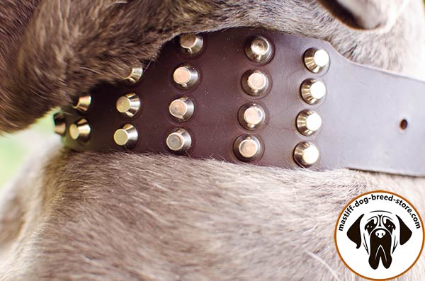 Brown leather Mastino Napoletano collar with pyramids