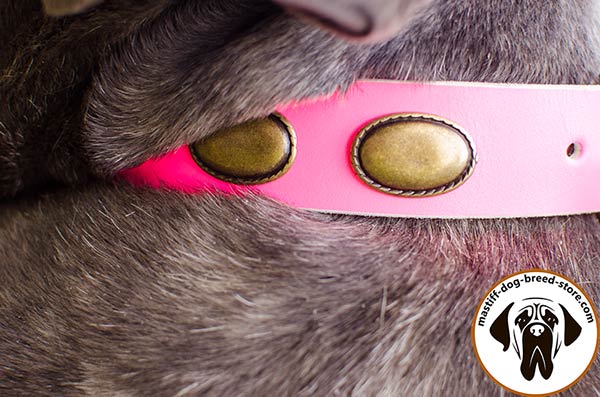 Unmatchable leather Mastino Napoletano collar - close-up