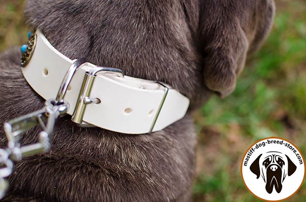 Handmade leather Mastino Napoletano collar with durable buckle
