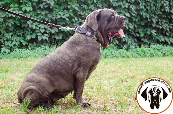 Comfortable leather Mastino Napoletano collar