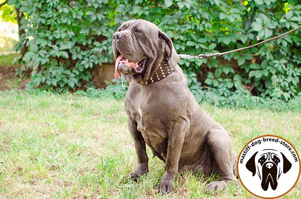 Designer wide leather Mastino Napoletano collar