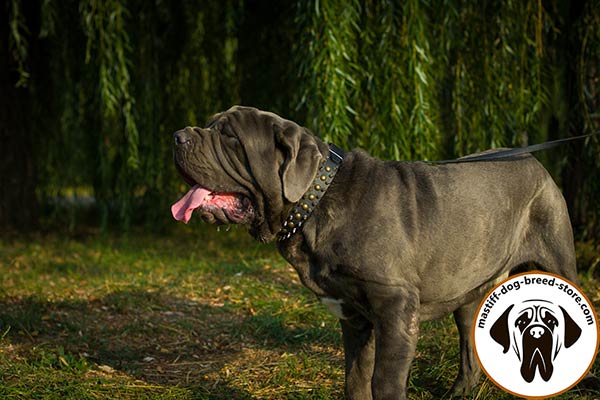 Deluxe leather Mastino Napoletano collar