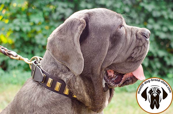 Chic leather Mastino Napoletano collar for walking