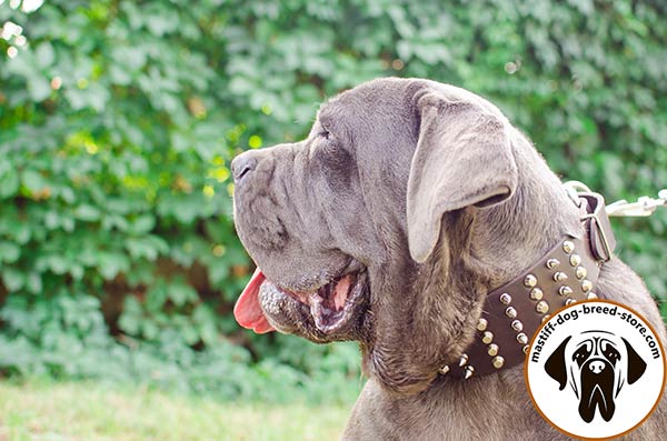 Decorated leather Mastino Napoletano collar with handset pyramids and spikes