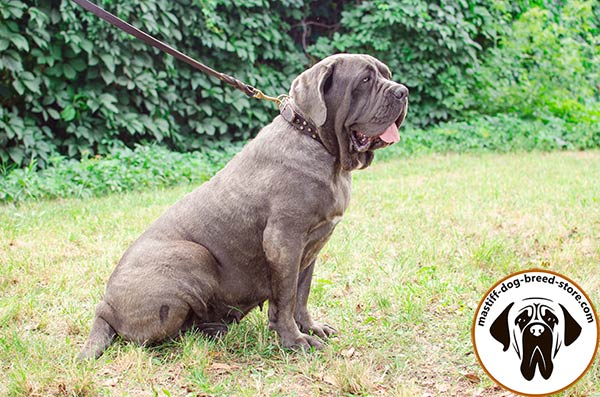 Wear-proof leather Mastino Napoletano collar