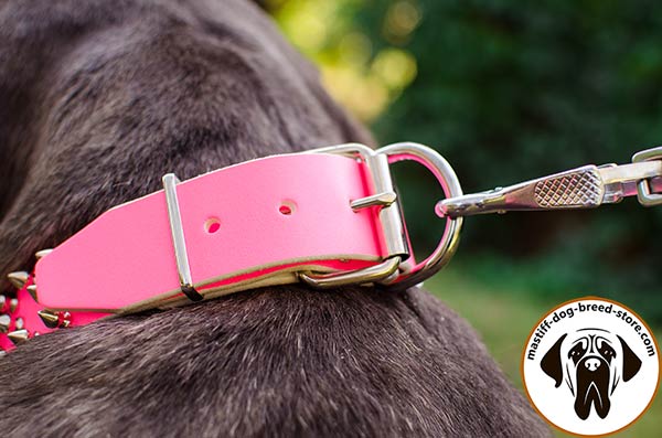 Reliable leather Mastino Napoletano collar with brass hardware