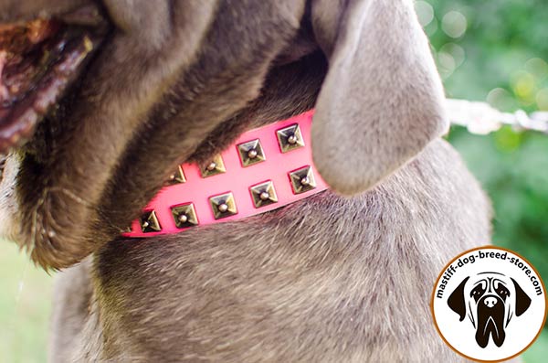 Leather Mastino Napoletano collar with 2 rows of studs