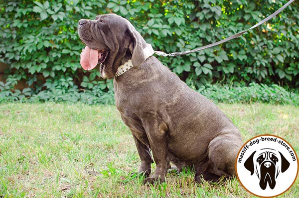 Up-to-trend leather Mastino Napoletano collar