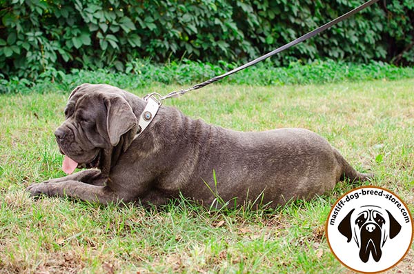 Catchy leather Mastino Napoletano collar