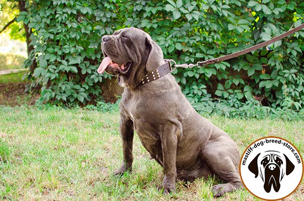 Leather Mastiff collar with nickel plated hardware