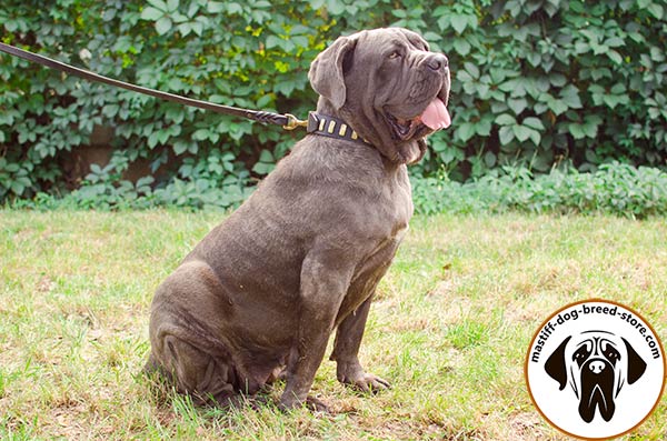 Exclusive leather Mastino Napoletano collar