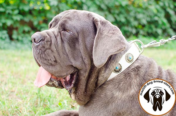 Incredible white leather Mastino Napoletano collar with silver-like conchos