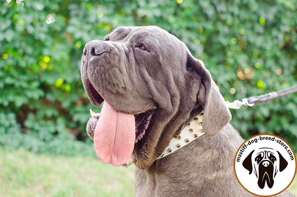 Spiked white leather Mastino Napoletano collar
