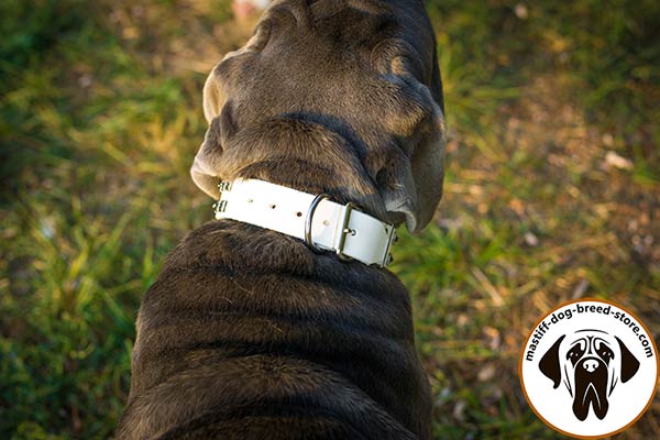 White leather Mastino Napoletano collar with rust-proof nickel plated hardware