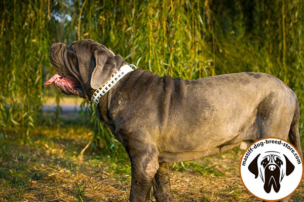 White leather Mastino Napoletano collar with 2 rows of square studs