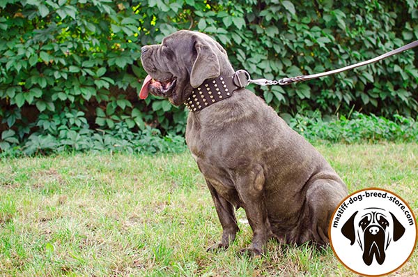 Wide leather Mastino Napoletano collar decorated with shiny pyramids