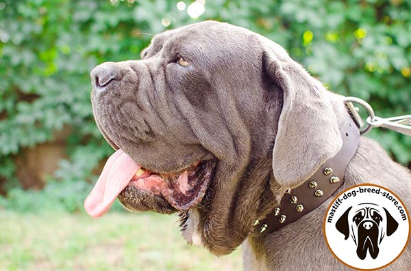 Wide leather Mastino Napoletano collar