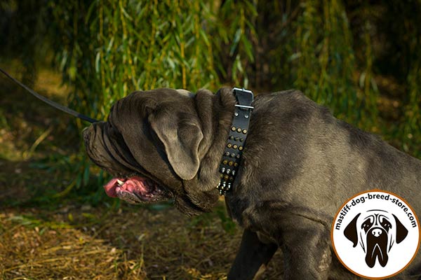 Catchy leather Mastino Napoletano collar with columns of spikes and pyramids