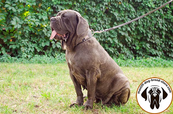 Faddy leather Mastino Napoletano collar with nickel plated adornment