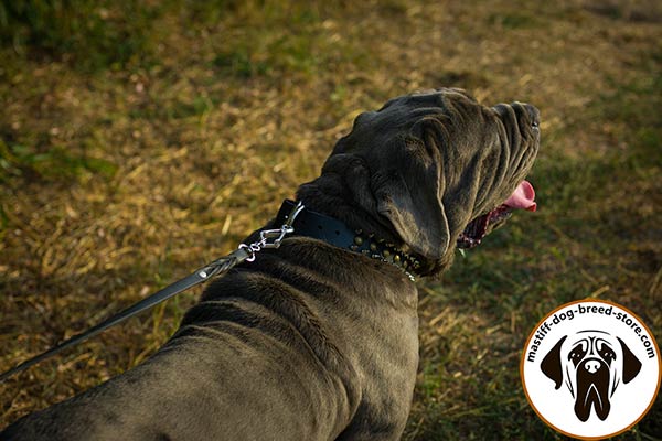 Posh leather Mastino Napoletano collar with nickel plated fittings