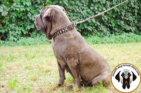 Excellent leather Mastino Napoletano collar with nickel plated hardware