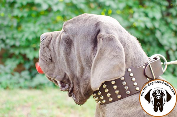 Awesome wide leather Mastino Napoletano collar with nickel plated pyramids