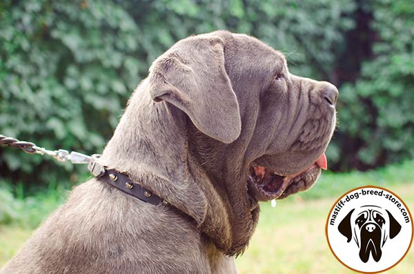 Sumptuous leather Mastino Napoletano collar with nickel plated spikes