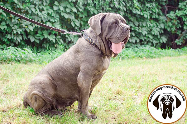 Hand-decorated leather Mastino Napoletano collar