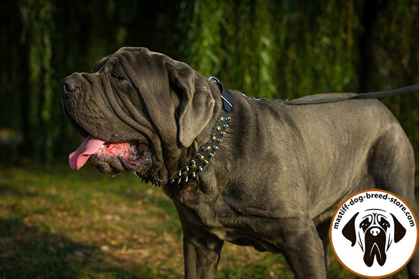 Sumptuous leather Mastino Napoletano collar with spikes and half-spheres