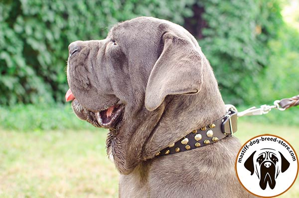 Best quality leather Mastino Napoletano collar