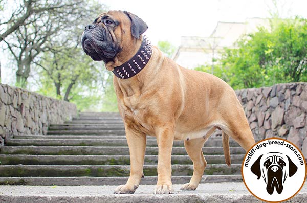 Fancy leather canine collar for Bullmastiff with shiny decoration